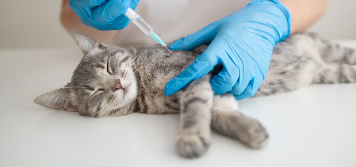 Коту вводят анестезию перед кастрацией