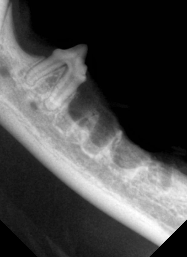 рентген пасти кота