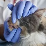 ветеринар проверяет зубы кошке