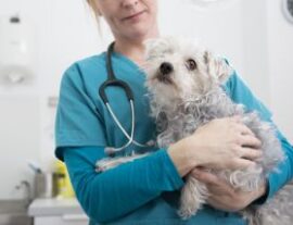 Собака сидит на руках у ветеринара
