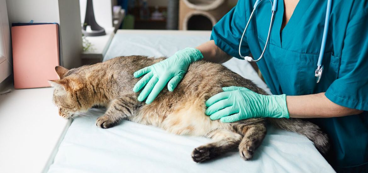 кошка с панкреатитом у ветеринара