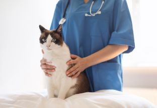 Панкреатит у кошек: симптомы, лечение, питание