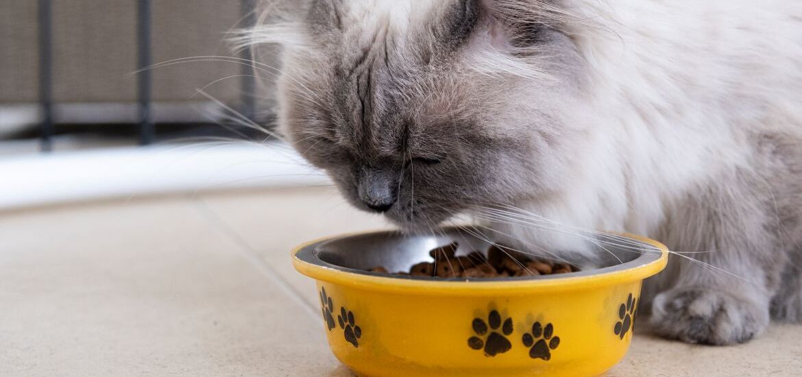 Кошка ест корм из миски