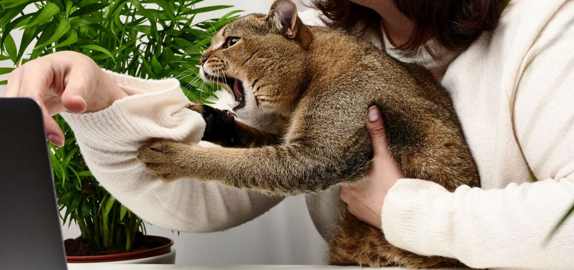 Кошка нападает на руку девушки