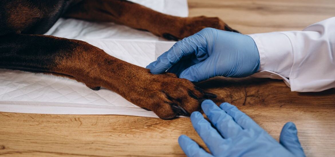 Ветеринар осматривает больную лапу собаки