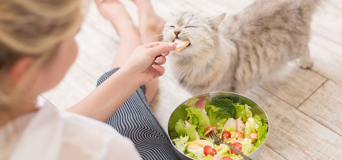 Девушка кормит кота курицей из салата
