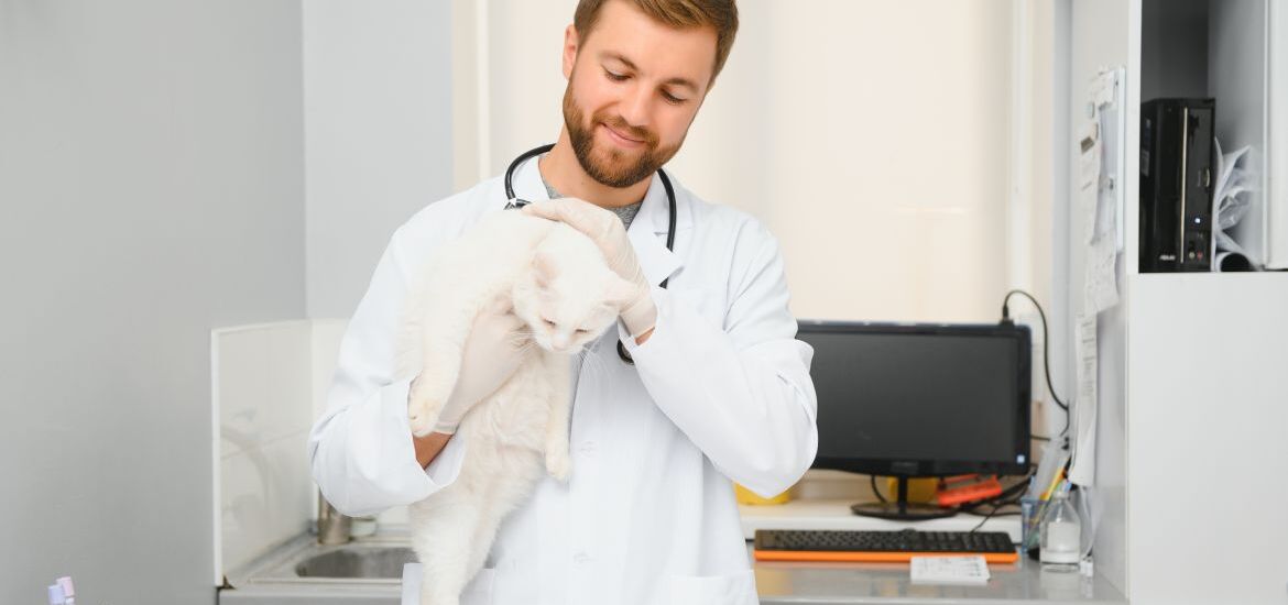 Ветеринар держит кошку в руках