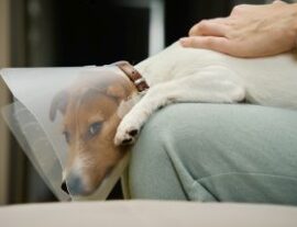 Эпилепсия у собак: причины, признаки и лечение