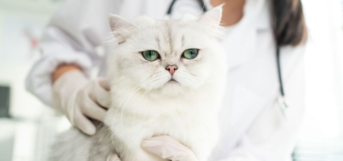 Кошка на приеме у врача