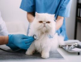 Лейкоз у кошек: симптомы и лечение