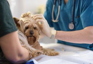 Лишай у собак: симптомы и лечение