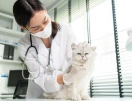 Рвота у кошки: причины и лечение