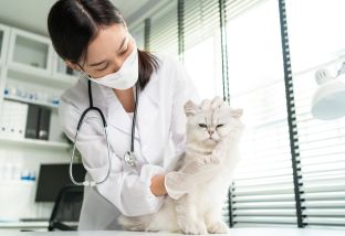 Рвота у кошки: причины и лечение