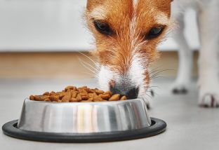 Сбалансированный рацион питания для собак