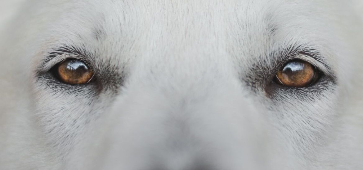 Глаза белой собаки
