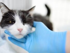 Кошка с глистами ан приеме у ветеринара