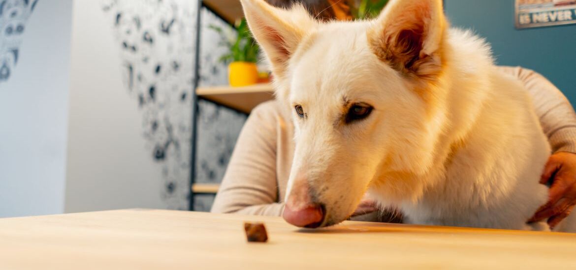Собака смотрит на угощение на столе