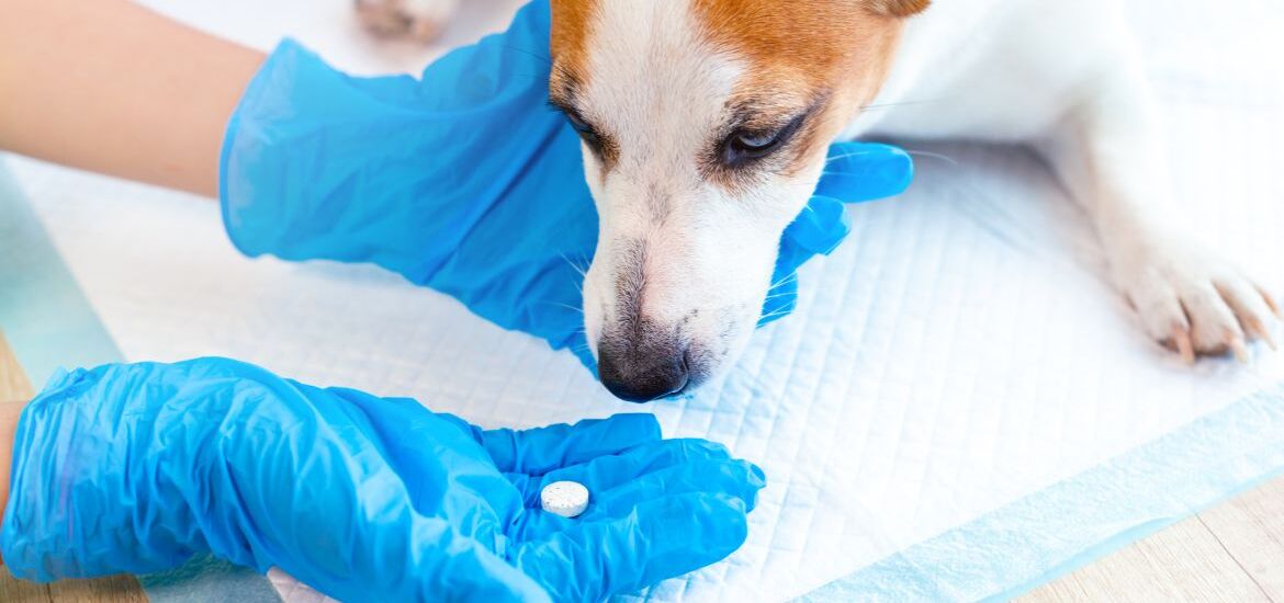 Собаке дают таблетку от кашля