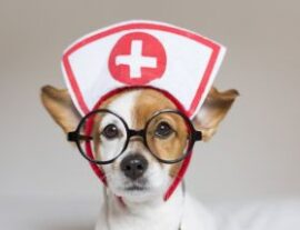 Собака в форме врача и очках
