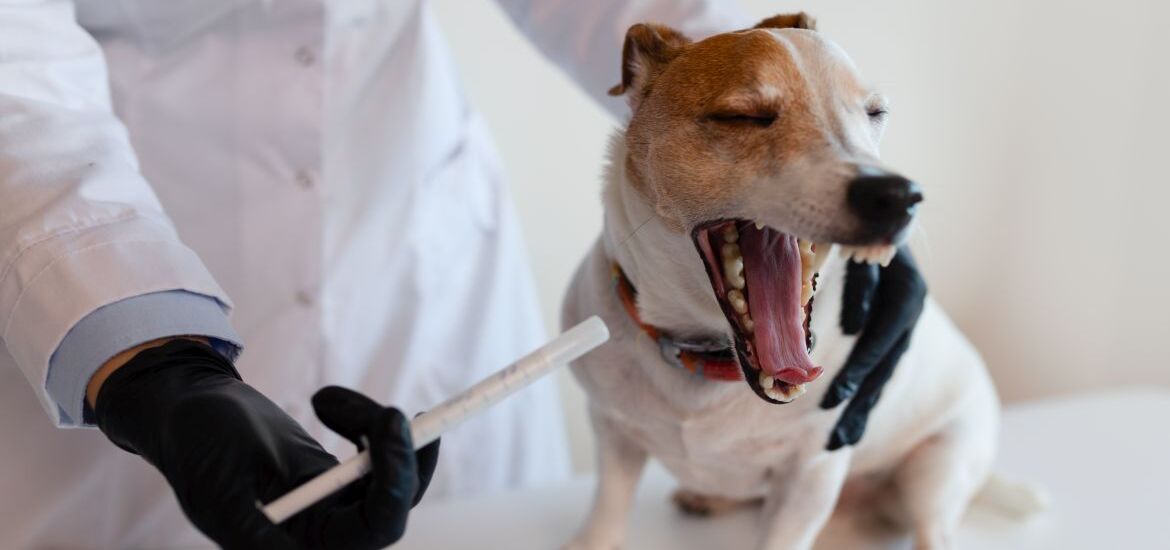 Собаке дают лекарство от кашля