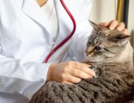 Кошка на обследовании у ветеринара