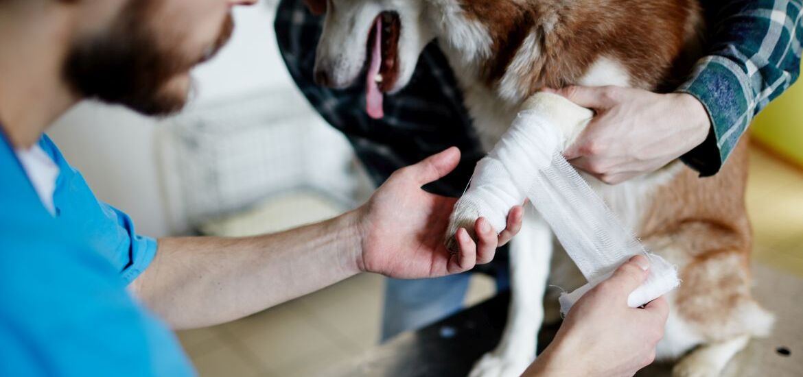 Собака со сломанной лапой на перевязке у ветеринара