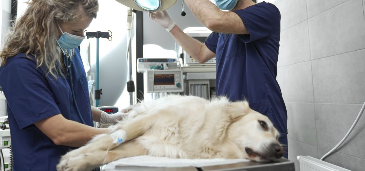Собака на операционном столе