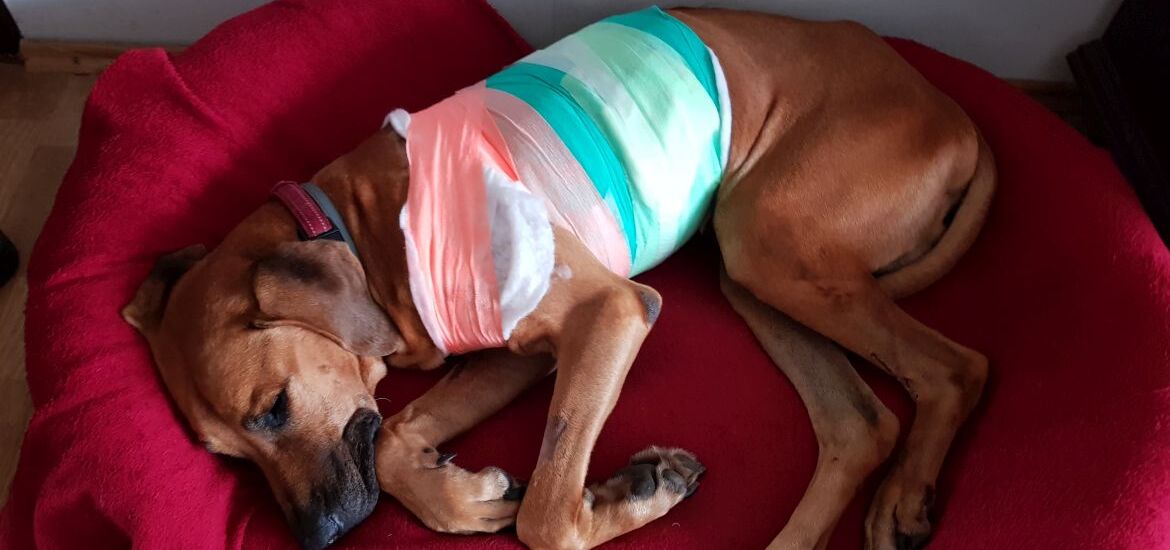 Собака после операции лежит в лежанке