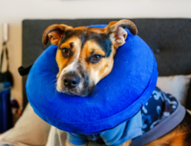 Собака в воротнике на восстановлении после операции