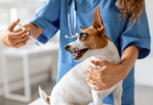 Парвовирусный энтерит у собак: симптомы, диагностика, лечение