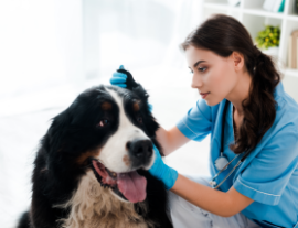 Ветеринар осматривает ухо собаки